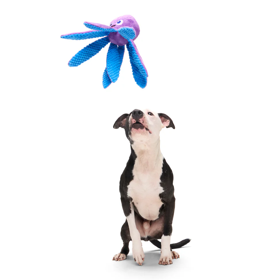 Odd Ollie the Octopus - Image 3