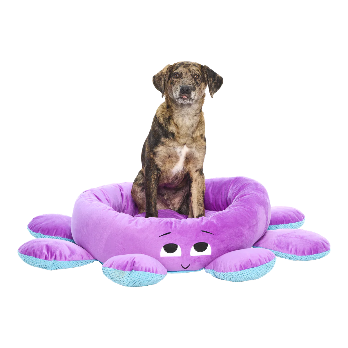 Ollie the Octopus Dog Bed - Image 5