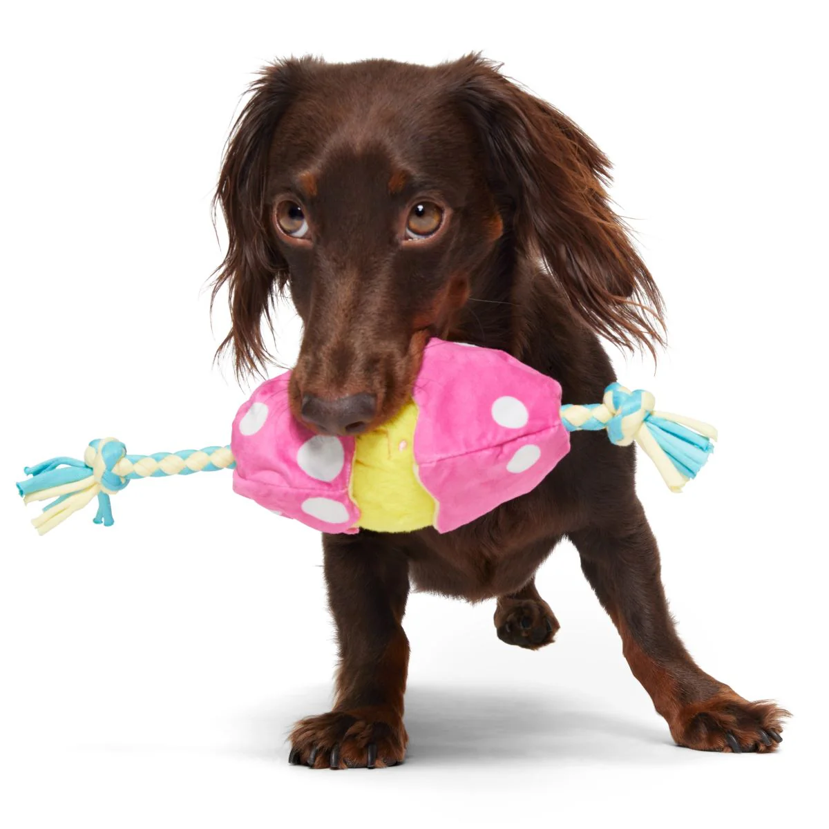 Peep-A-Bird Plush Tug Dog Toy - Image 3