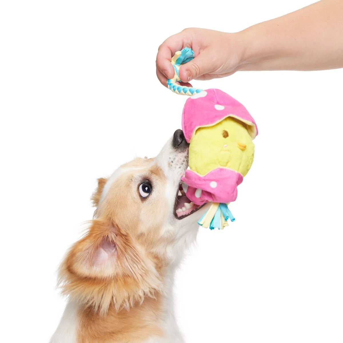 Peep-A-Bird Plush Tug Dog Toy - Image 4