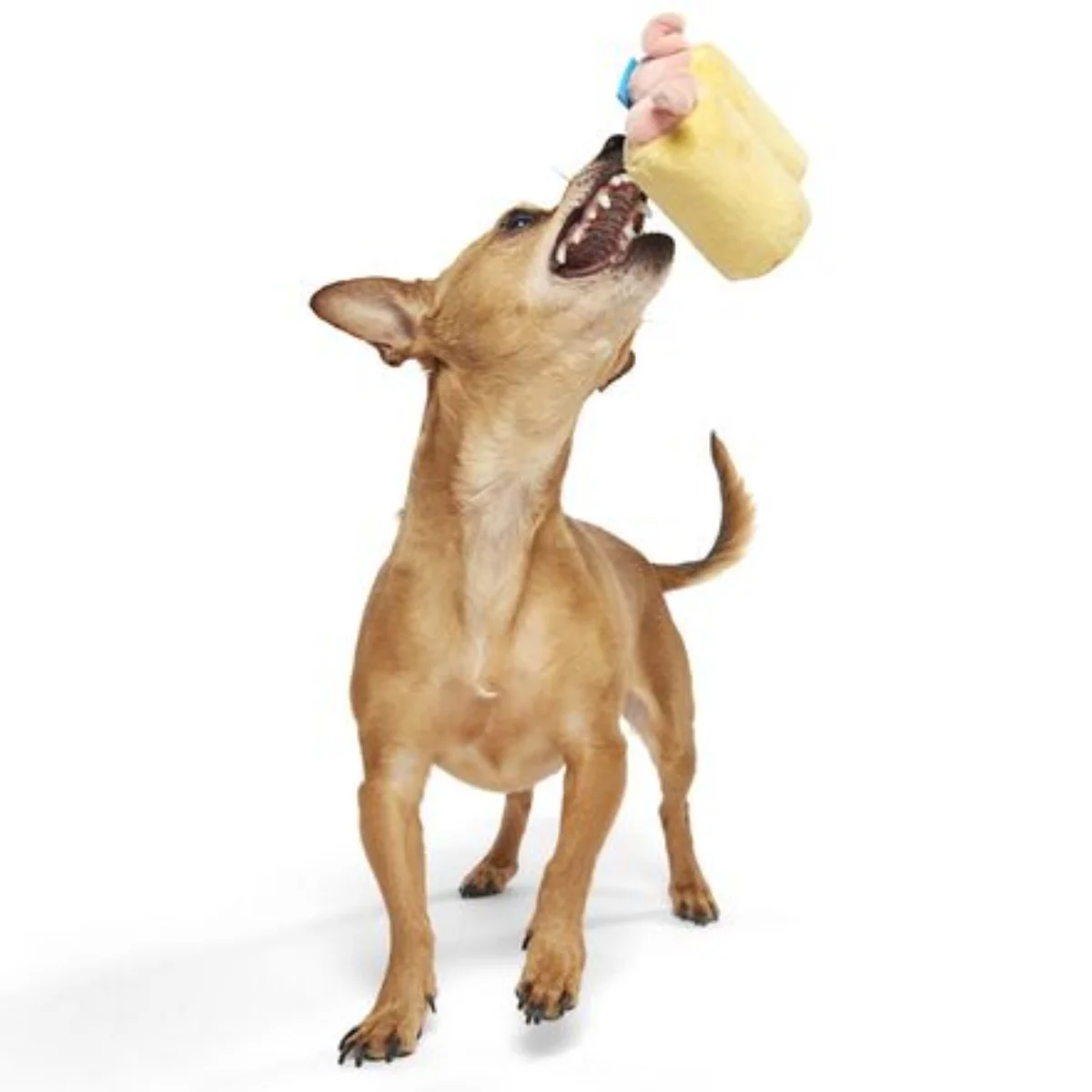 Pigs in a Blanket Plush Tug Dog Toy - Image 4