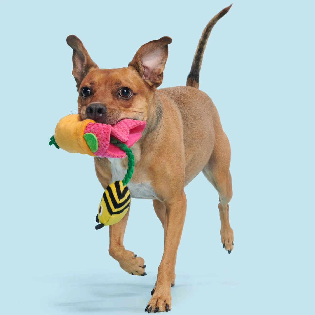 Pollen Nate Plush Tug + Fetch Dog Toy - Image 3