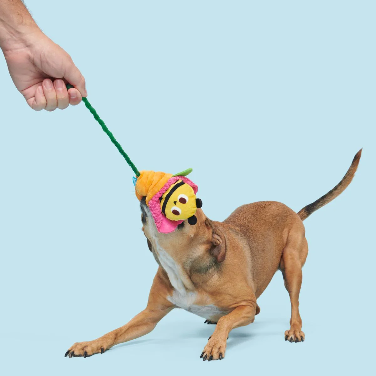 Pollen Nate Plush Tug + Fetch Dog Toy - Image 5