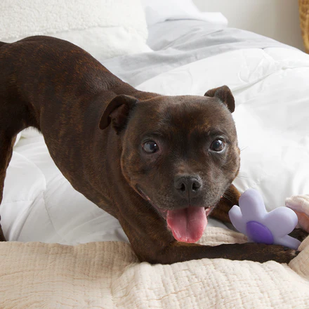 Power Flower Super Chewer Durable Gnaw Dog Toy - Image 3