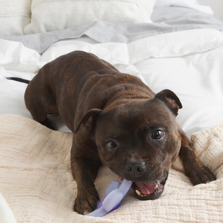 Power Flower Super Chewer Durable Gnaw Dog Toy - Image 4