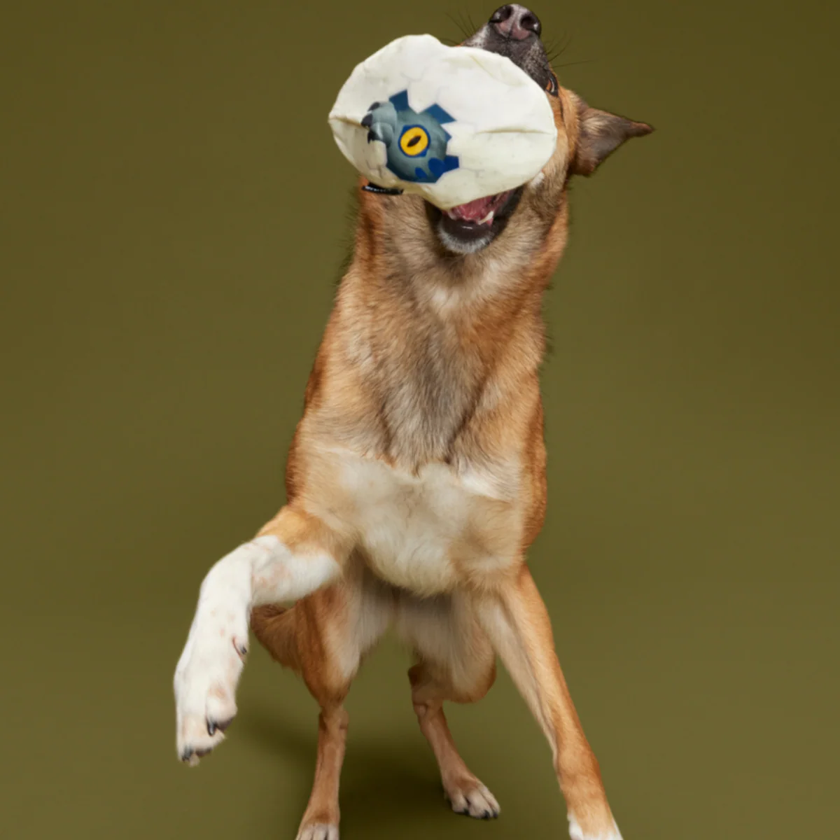 Raptor Hatchling Durable Super Chewer 2-in-1 Rip and Reveal + Fetch Dog Toy - Image 5