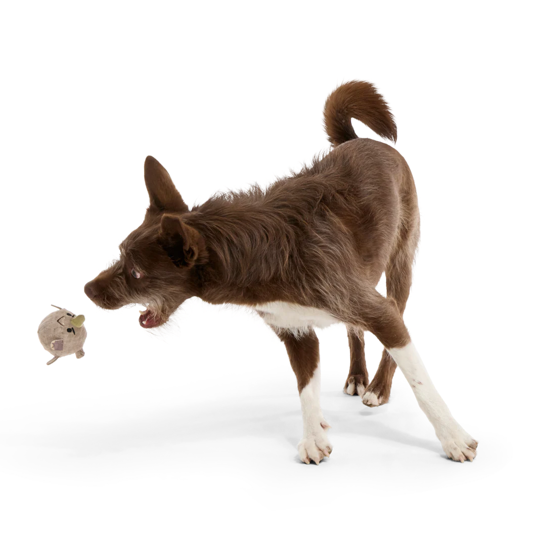 Ryan Ocerus Durable Super Chewer 2-in-1 Rip and Reveal + Fetch Dog Toy - Image 4