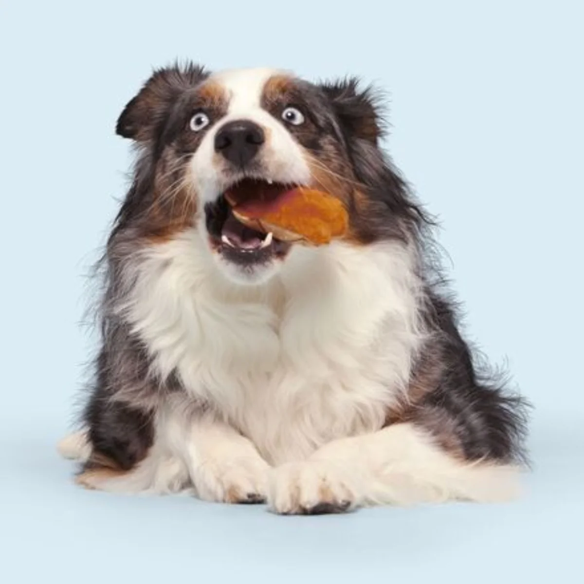 Salty Stan Plush Multi-Part Dog Toy - Image 5