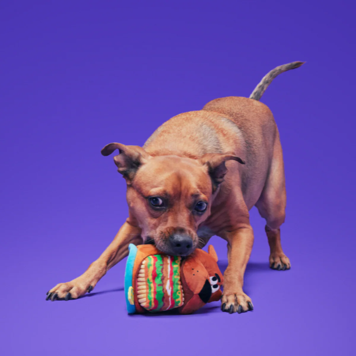 Snackin' Scooby™ - Image 4