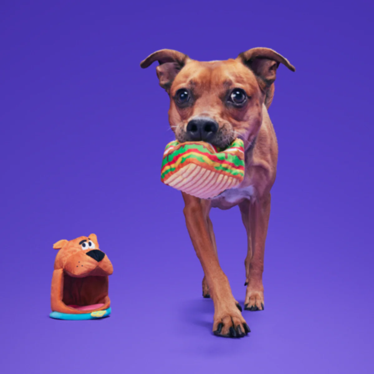 Snackin' Scooby™ - Image 5