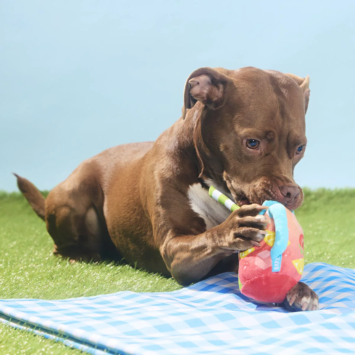 Spiked Punch Plush Tug Dog Toy - Image 3