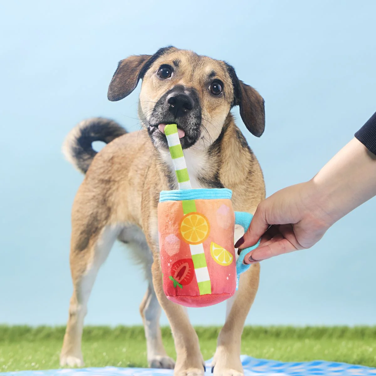 Spiked Punch Plush Tug Dog Toy - Image 4