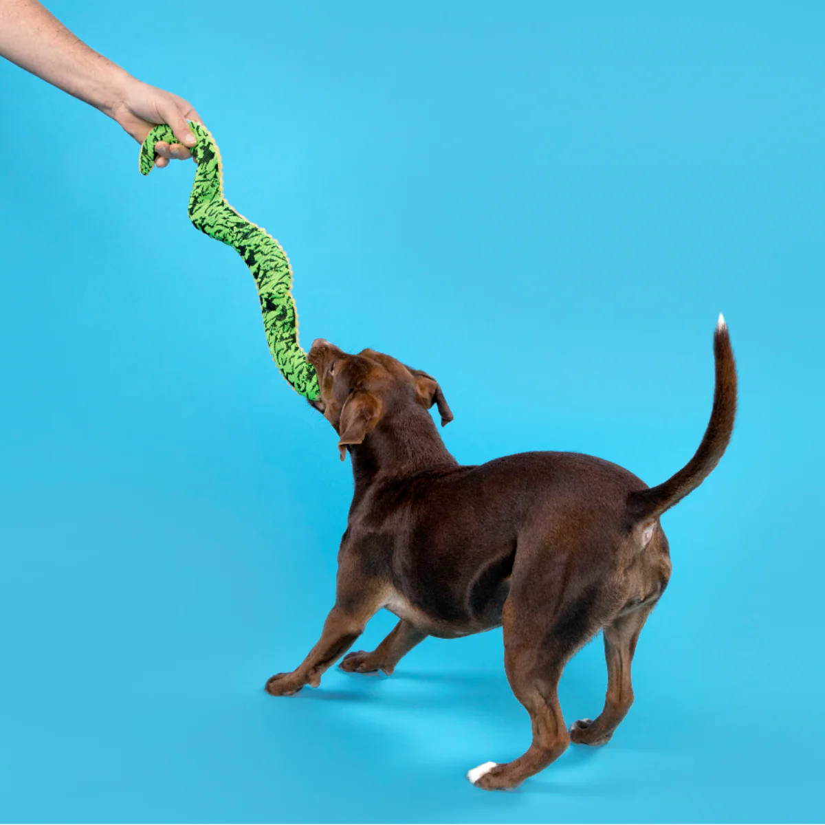 Sssssssssteve Plush Tug + Extra-Large Dog Toy - Image 4