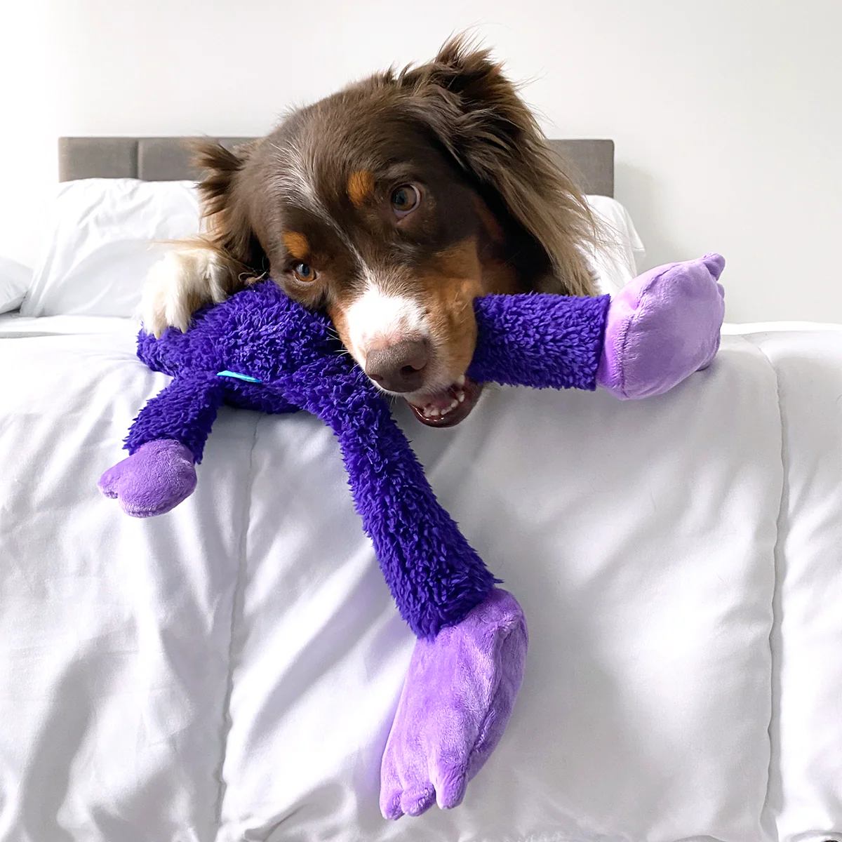 Super Chewer No Nylon 3 Mo. Subscription - Image 5