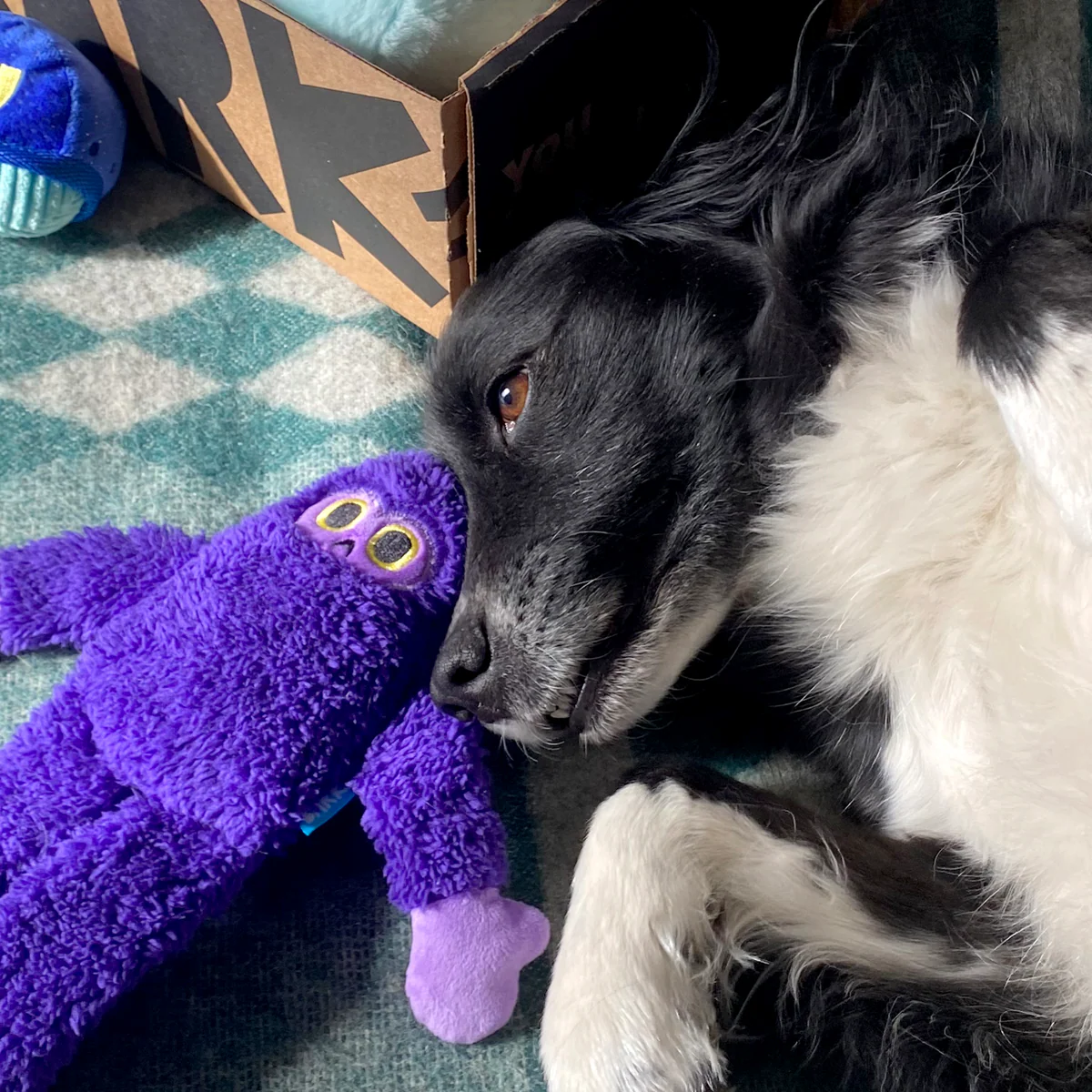 Super Chewer No Nylon 3 Mo. Subscription - Image 7