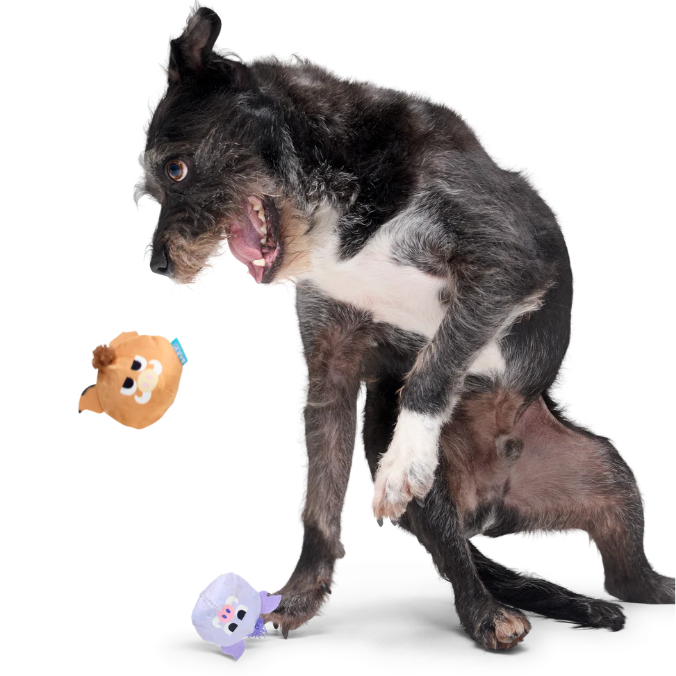 The Boar Bros Plush Multi-Part Dog Toy - Image 3