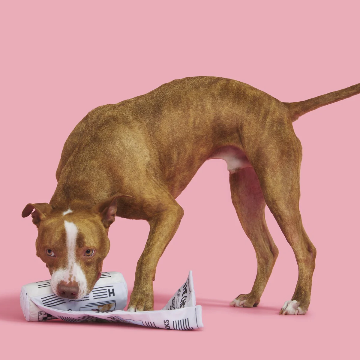 The Chew York Times Plush Tug + Enrichment Dog Toy - Image 5