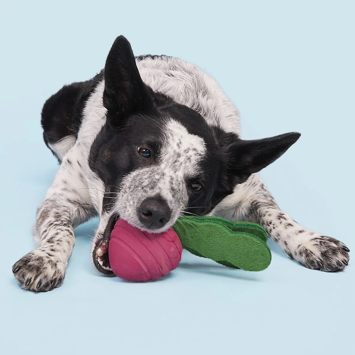 Turnt Up Turnip Super Chewer Durable Tug Dog Toy - Image 4