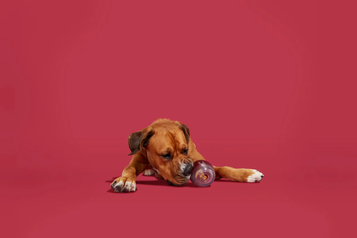 Vino Vidi Vici Durable Super Chewer Dog Toy - Image 5