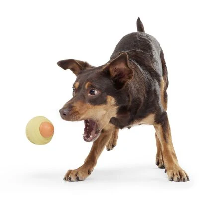 Weenie Dawg Durable Super Chewer Gnaw Dog Toy - Image 4