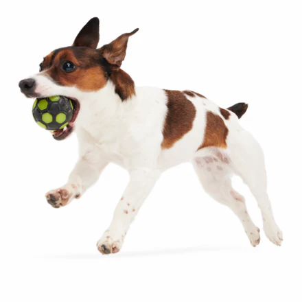 World Pup Snacker Ball Durable Super Chewer Enrichment + Fetch Dog Toy - Image 5