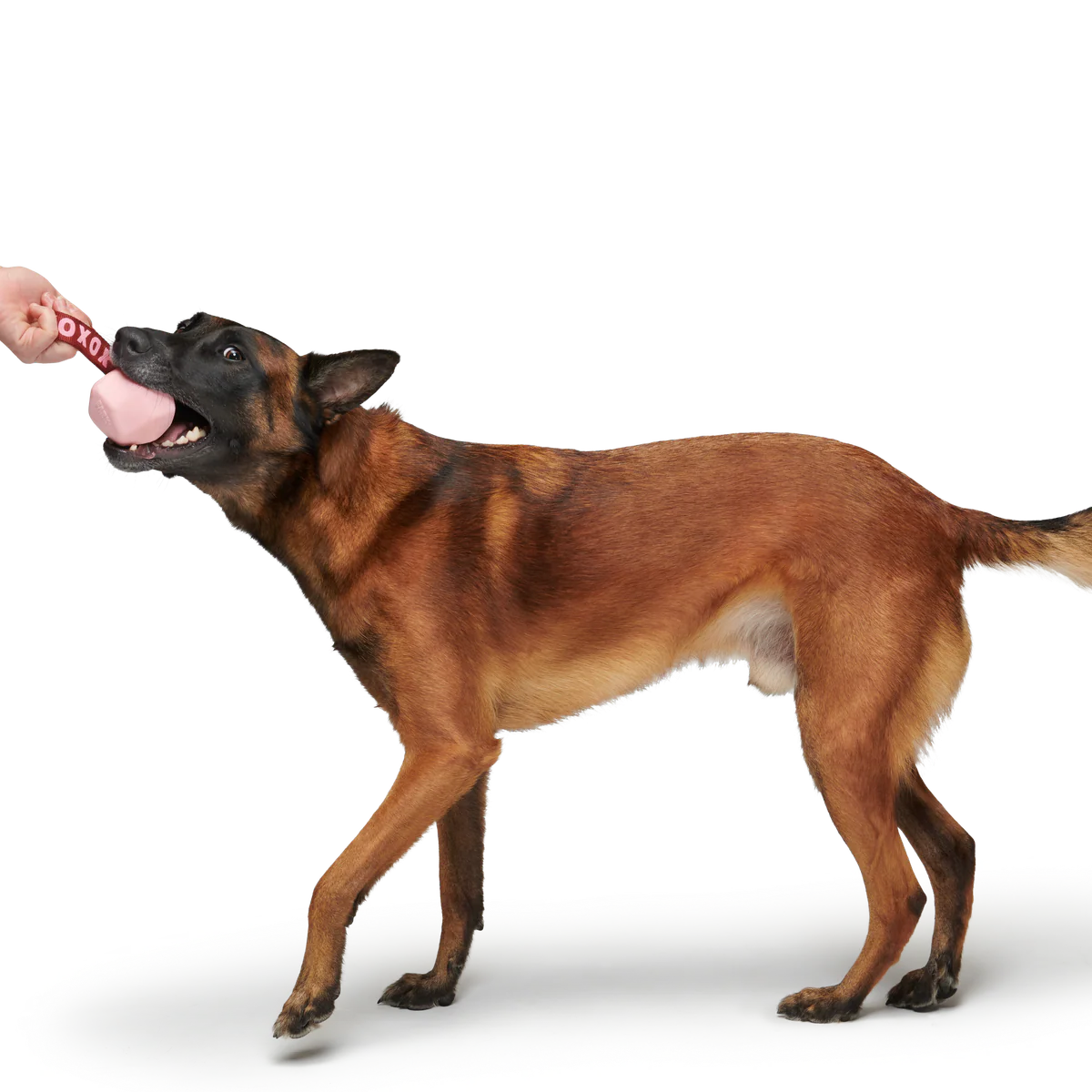 XOXO Tug Durable Super Chewer Dog Toy - Image 3