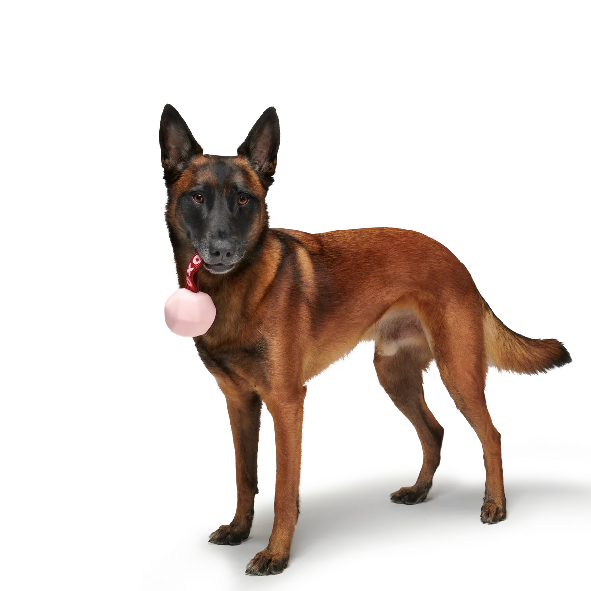 XOXO Tug Durable Super Chewer Dog Toy - Image 4